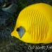 butterflyfish_masked_ss_si_h_0026_egy1525.jpg